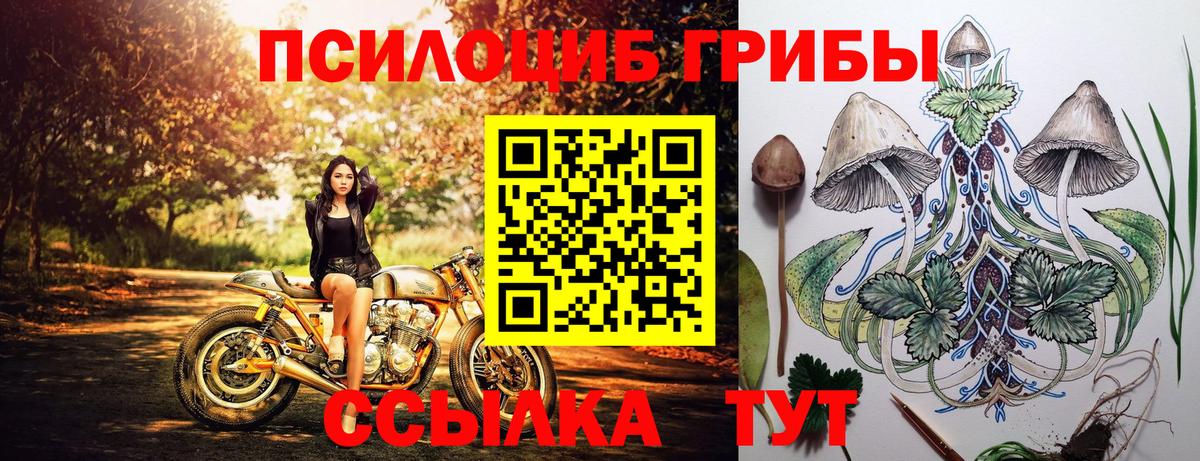 Псилоцибиновые грибы Psilocybe Екатеринбург